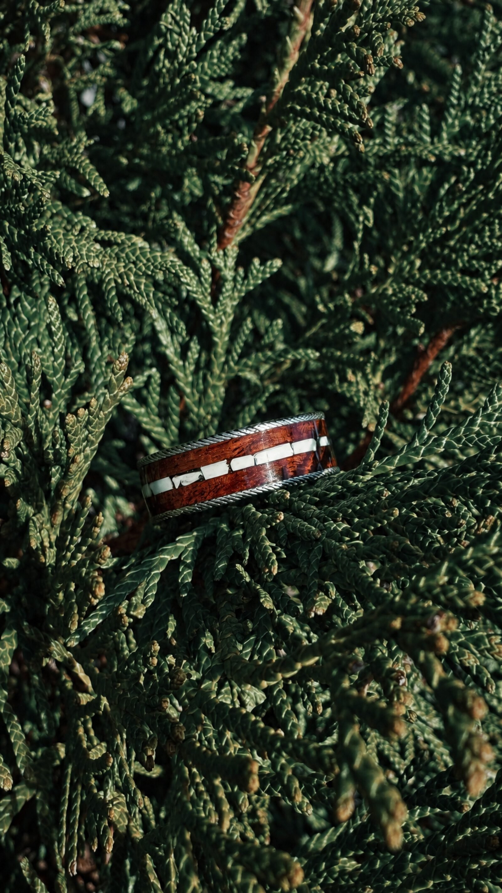The narwhal tusk ring resting in cedar foliage.